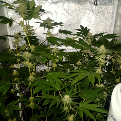 Wedding Cake growlog timeline photo