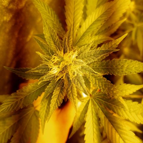 Wedding Cake growlog timeline photo