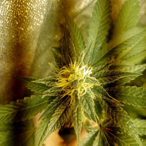 Wedding Cake growlog timeline photo