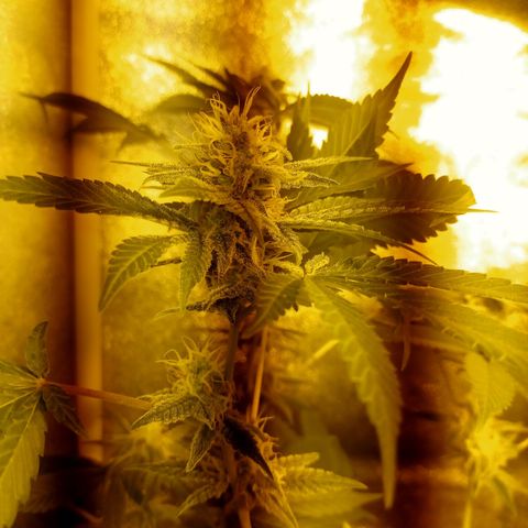 Wedding Cake growlog timeline photo
