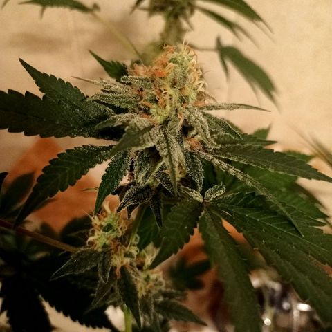 Wedding Cake growlog timeline photo