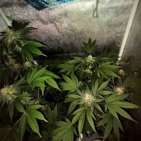 Wedding Cake growlog timeline photo