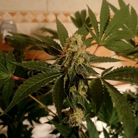Wedding Cake growlog timeline photo