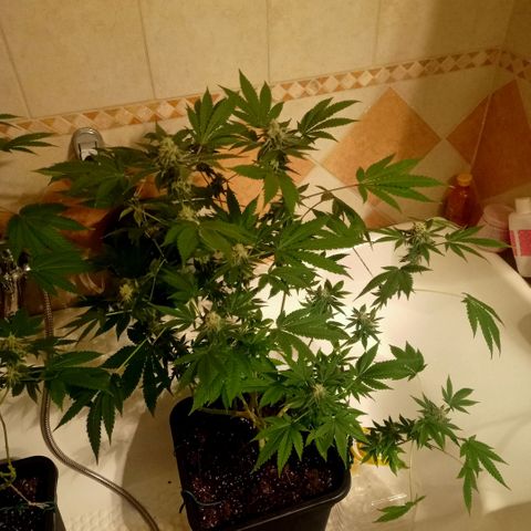 Wedding Cake growlog timeline photo