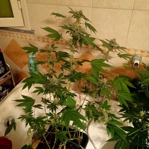 Wedding Cake growlog timeline photo