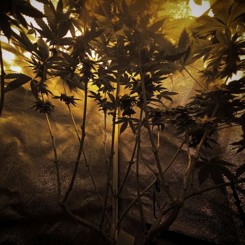 Wedding Cake growlog timeline photo