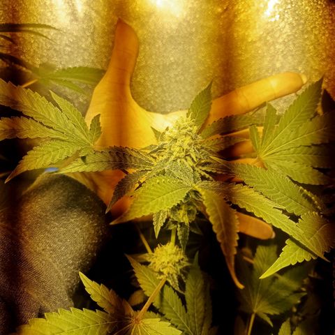 Wedding Cake growlog timeline photo