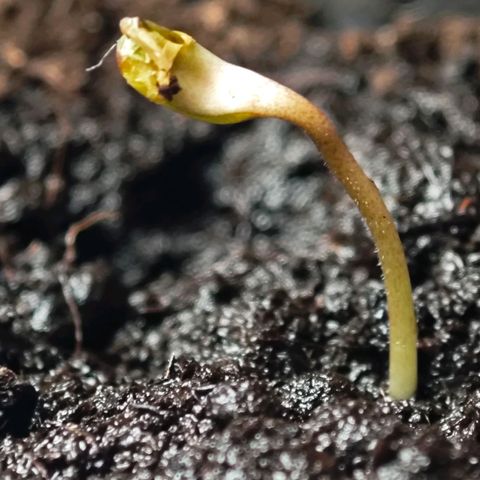 Elenore growlog timeline photo