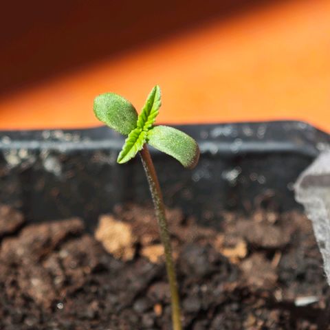 Elenore growlog timeline photo
