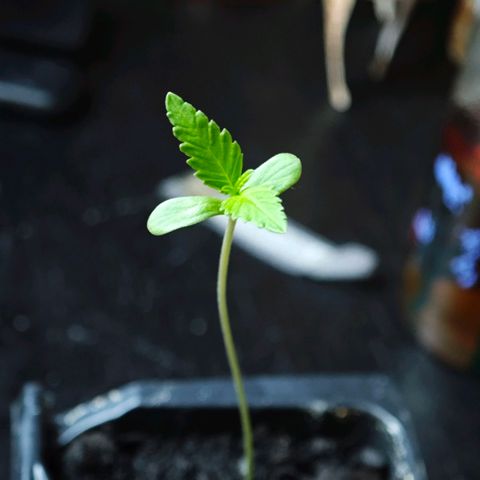 Elenore growlog timeline photo