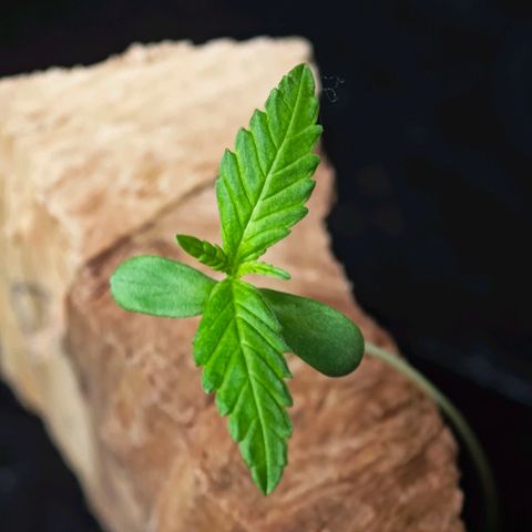 Elenore growlog timeline photo