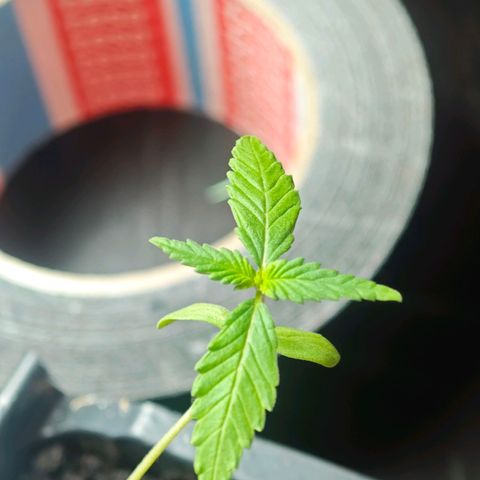 Elenore growlog timeline photo