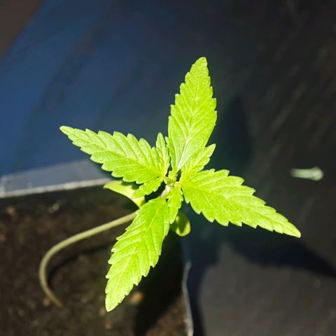 Elenore growlog timeline photo