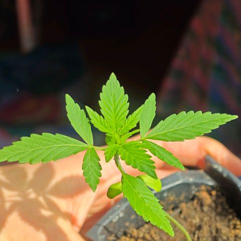 Elenore growlog timeline photo