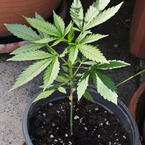 Elenore growlog timeline photo