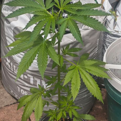 Elenore growlog timeline photo