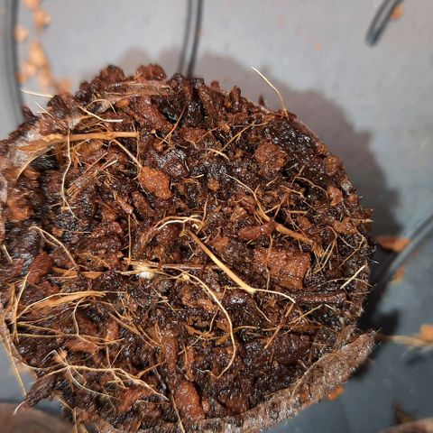 White Diesel growlog timeline photo
