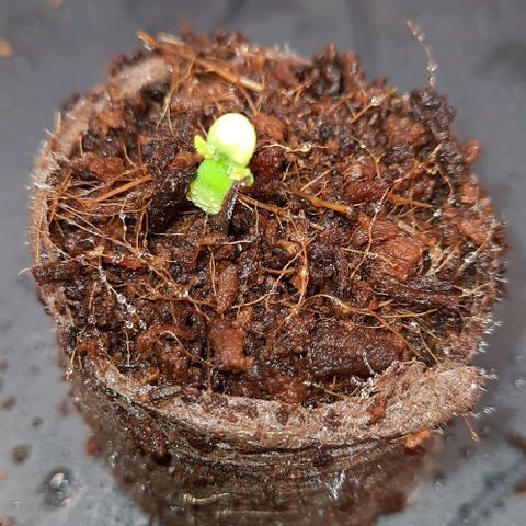 White Diesel growlog timeline photo