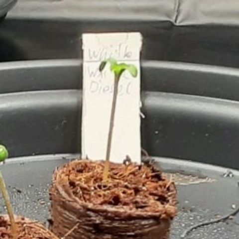 White Diesel growlog timeline photo