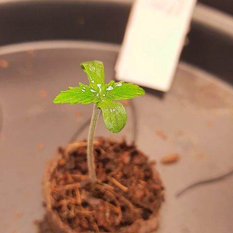 White Diesel growlog timeline photo