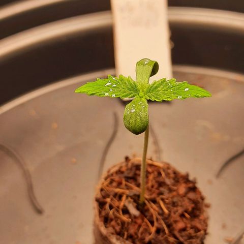 White Diesel growlog timeline photo