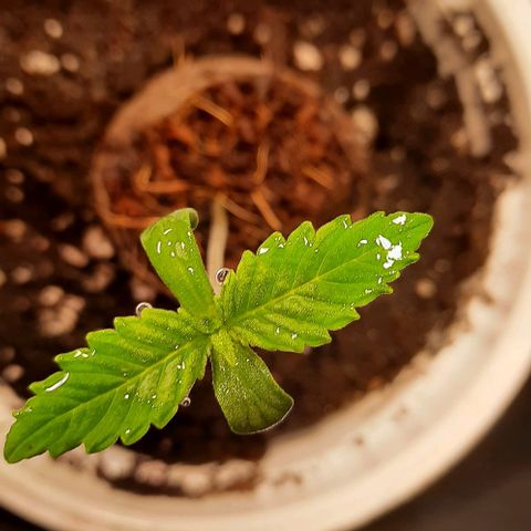 White Diesel growlog timeline photo