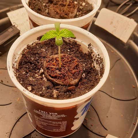 White Diesel growlog timeline photo