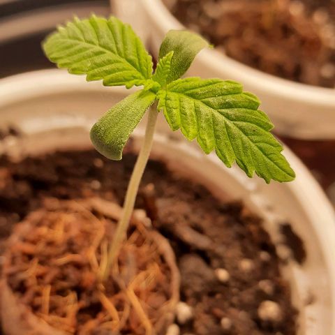 White Diesel growlog timeline photo