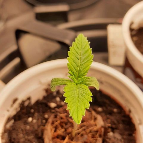 White Diesel growlog timeline photo