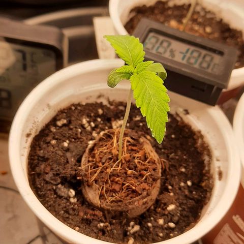 White Diesel growlog timeline photo