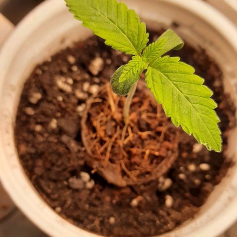 White Diesel growlog timeline photo