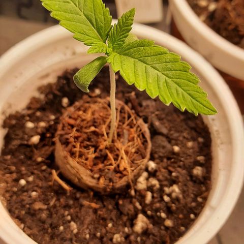 White Diesel growlog timeline photo