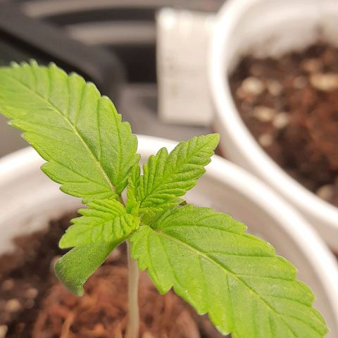 White Diesel growlog timeline photo
