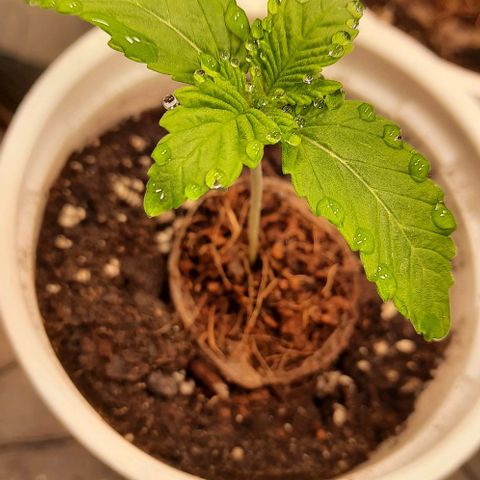 White Diesel growlog timeline photo