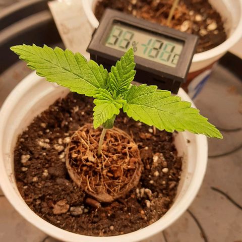 White Diesel growlog timeline photo
