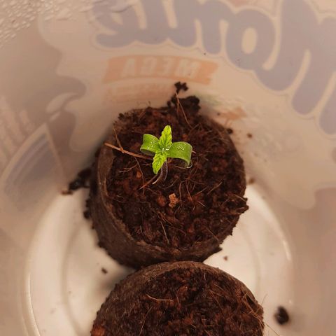 Banana Kush growlog timeline photo
