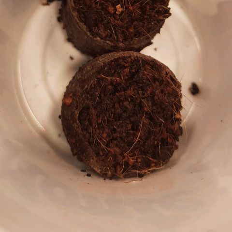 Banana Kush growlog timeline photo