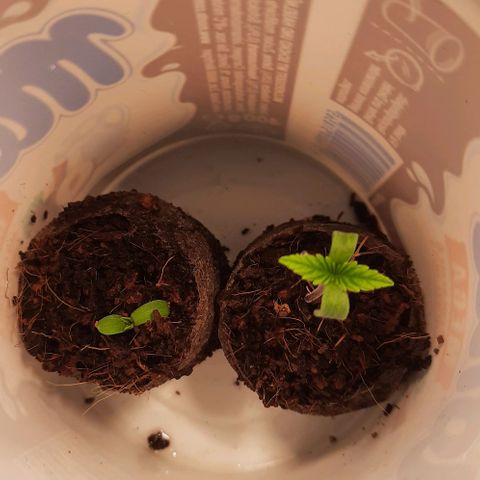Banana Kush growlog timeline photo