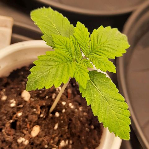 White Diesel growlog timeline photo