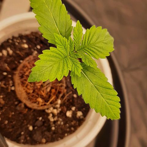 White Diesel growlog timeline photo