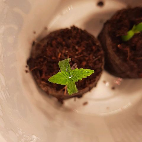 Banana Kush growlog timeline photo