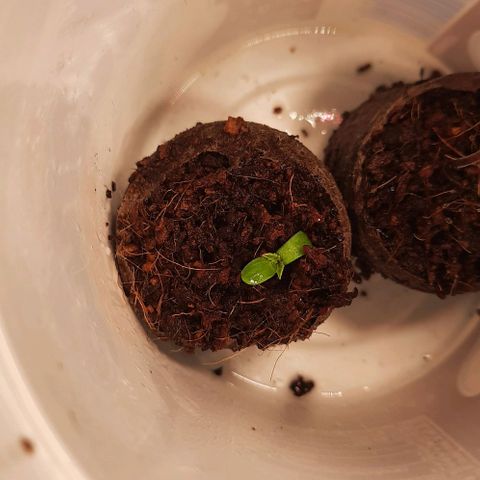 Banana Kush growlog timeline photo