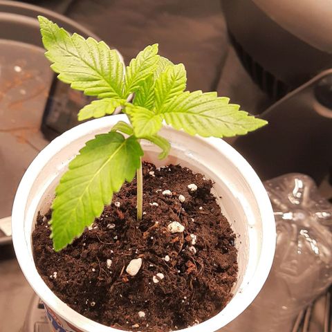 White Diesel growlog timeline photo
