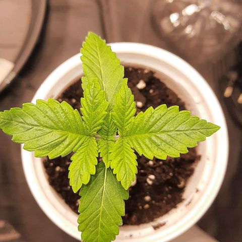 White Diesel growlog timeline photo