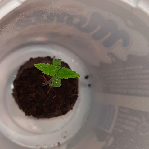 Banana Kush growlog timeline photo