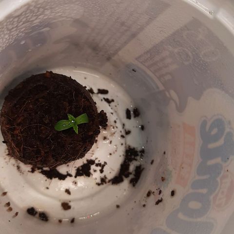 Banana Kush growlog timeline photo