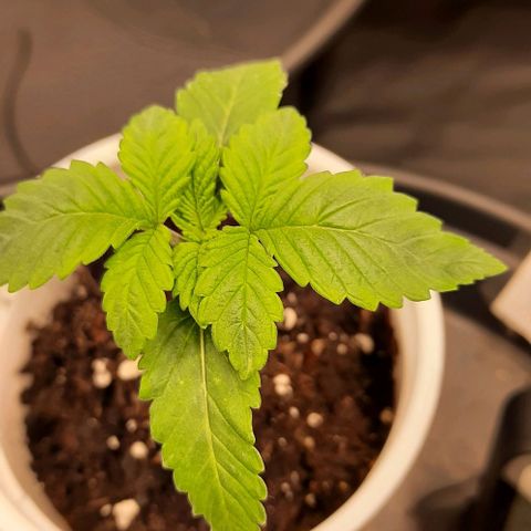 White Diesel growlog timeline photo