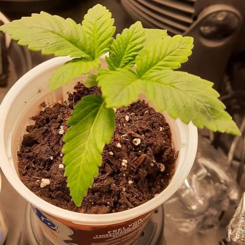 White Diesel growlog timeline photo