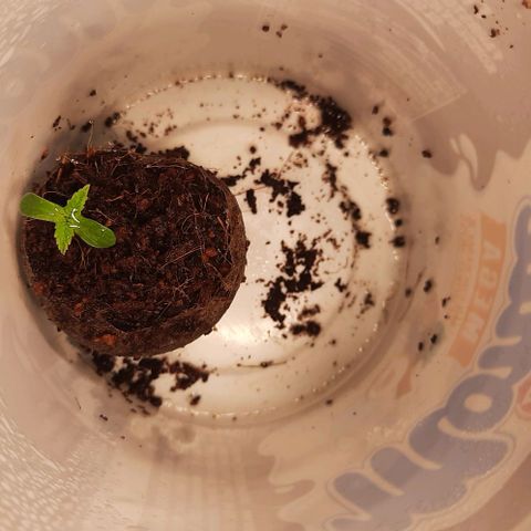 Banana Kush growlog timeline photo