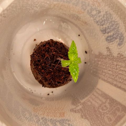 Banana Kush growlog timeline photo